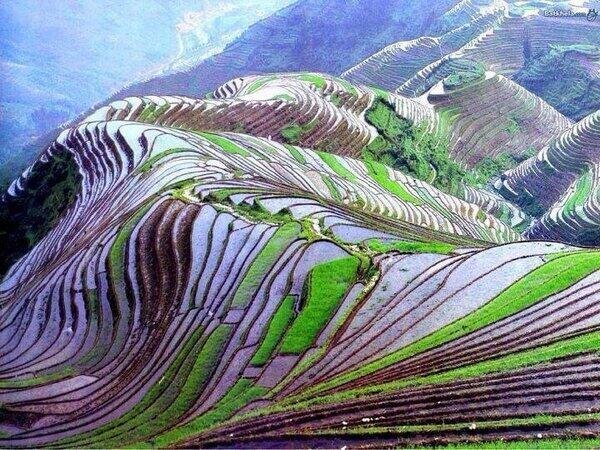Campos de arroz, China
